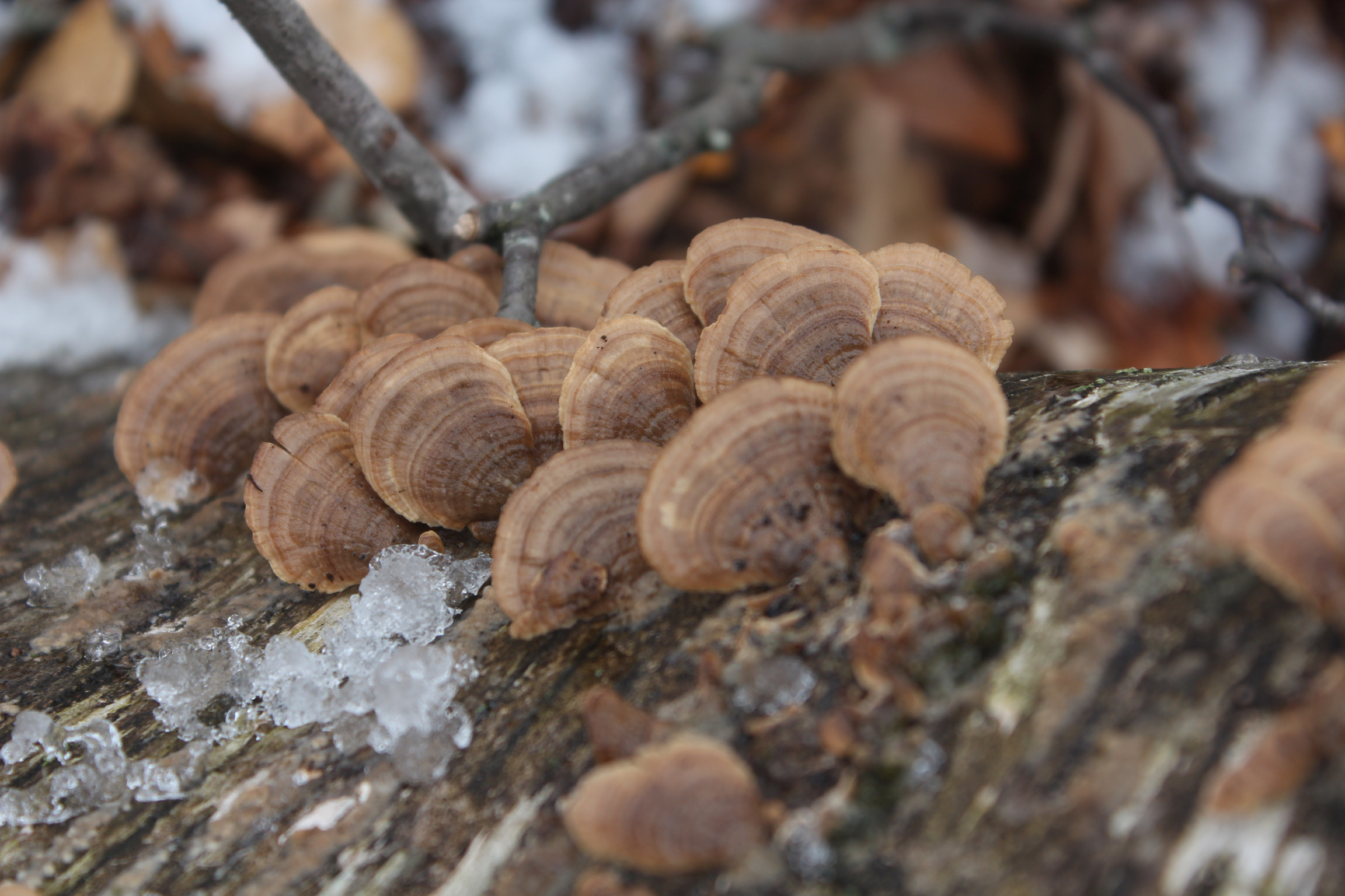 turkey tail mushrooms else failure something found